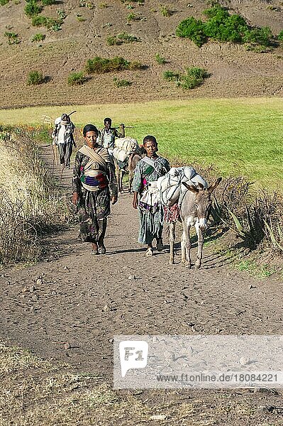 Leute auf Weg zum Markt  Hausesel  Packesel  Esel  Lalibela  Region Amhara  Nordäthiopien  Äthiopien  Afrika