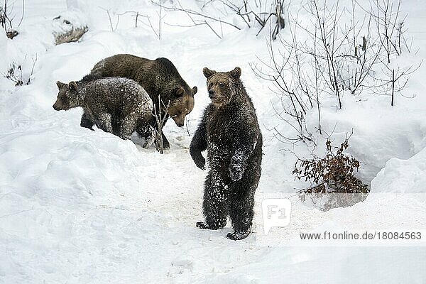 Female and two 1-year-old brown bear cubs (Ursus arctos arctos) in the snow in winter  spring