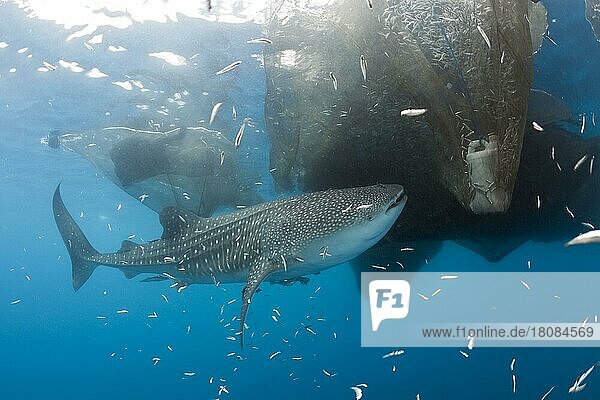 Whale Shark (Rhincodon typus) below fishing platform  called Bagan  Cenderawasih Bay  West Papua  Indonesia  Asia