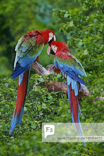 Green-winged Macaw  pair  grooming  Dunkelroter Ara  Paar  kraulen sich  soziale Gefiederpflege  Grünflügelara (Ara chloroptera)