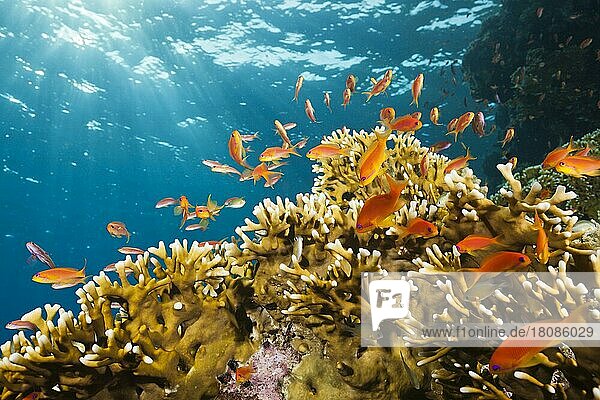 Lyretail Anthias (Pseudanthias squamipinnis) and Fire Corals  St. Johns  Red Sea  Egypt  Africa