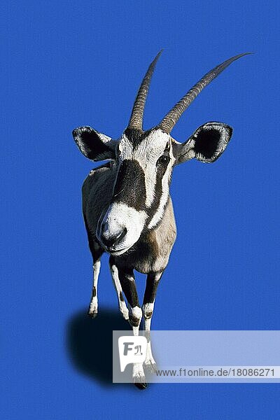 Beisa  Gemsbock  Spießbock (Oryx gazella)  Tiere  innen  Studio  frontal  von vorne  Freisteller  Ausschnitt  vertikal  Objekt  stehen  stehend  erwachsen  Säugetiere  Klauentiere  Huftiere  Paarhufer