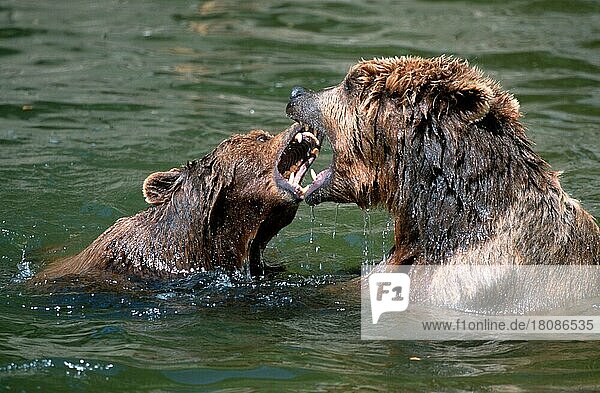 European Brown Bears  quarreling  Europäische Braunbären (Ursus arctos)  streiten sich  Europäischer Braunbär