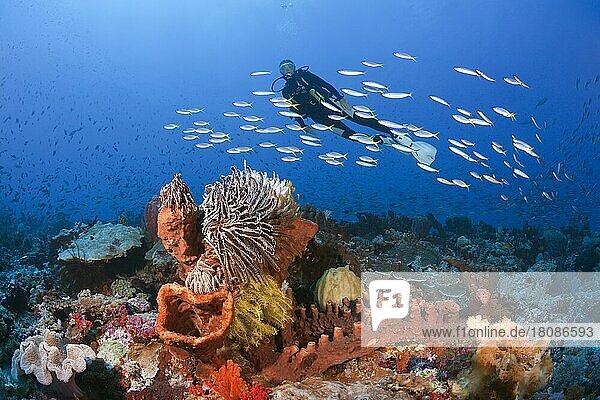 Diver over coral reef  Kai Islands  Moluccas  Indonesia  Asia