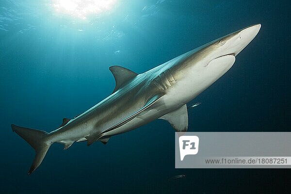 Schwarzspitzenhai (Carcharhinus limbatus)  Aliwal Shoal  Indischer Ozean  Südafrika