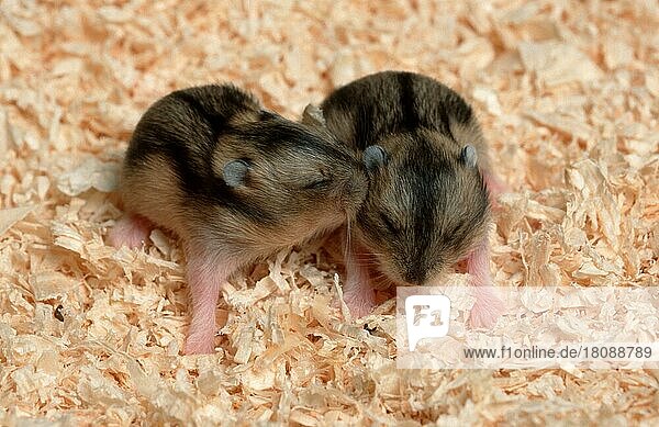 Junger Zwerghamster (Phodopus sungorus)  10 Tage  Sibirischer Hamster  Russischer Hamster
