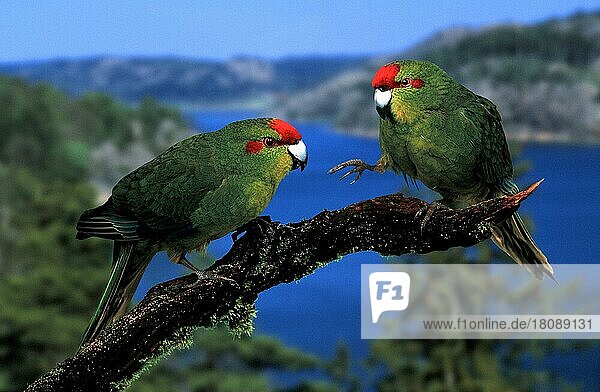 Rotstirnsittiche  Ziegensittiche (Cyanoramphus novaezelandiae) (Australien) (australia) (Vogel) (Vögel) (birds) (Papageien) (parrots) (Sittiche) (parakeets) (Neuseeland) (New Zealand) (Laufsittiche) (Tiere) (animals) (außen) (outdoor) (Ast) (grün) (green) (adult) (Querformat) (horizontal) (Paar) (pair) (zwei) (two)
