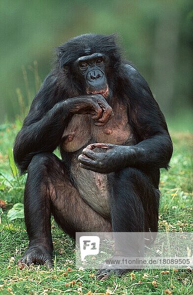 Bonobo  weiblich  Zwergschimpanse (Pan paniscus)