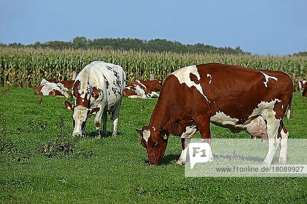 Deutsche Holstein-Rinder auf Weide  Rotbuntes Hausrind  Kuh  Kühe  Nordrhein-Westfalen  Deutschland  Europa