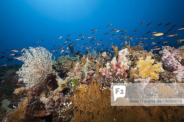 Colorful coral reef  Tanimbar Islands  Moluccas  Indonesia  Asia