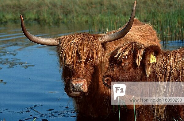 Schottische Hochlandrinder  Kuh mit Kalb  stehen im Teich  Kuh und Kalb  Kälbchen Kälbchen