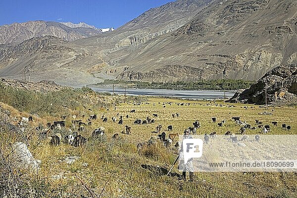 Alte tadschikische Frau beim Hüten von Ziegen entlang des Pamir-Flusses  Provinz Gorno-Badachschan  Tadschikistan  Asien