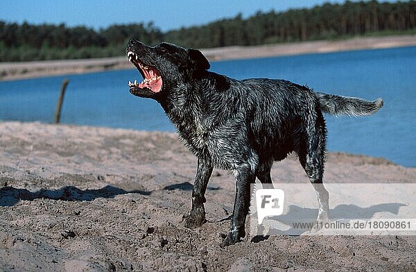 Mischlingshund bellend  Mixed Breed Dog  barking  außen  outdoor