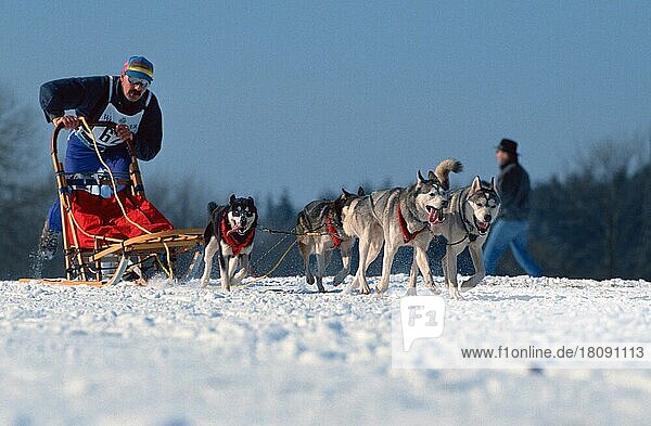 Siberian Husky Team  Schlittenhunderennen