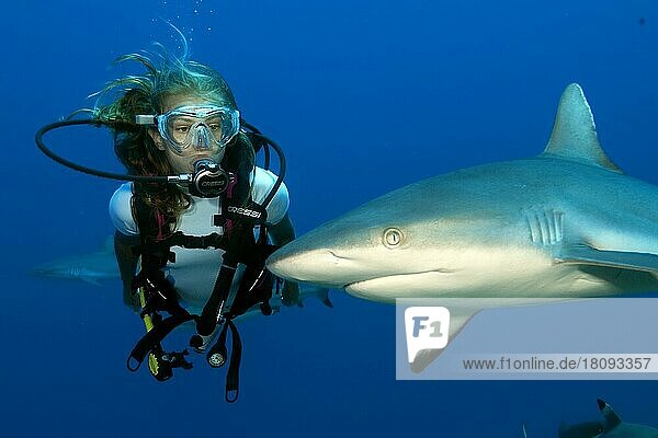 Diver and grey reef shark (Carcharhinus amblyrhynchos)
