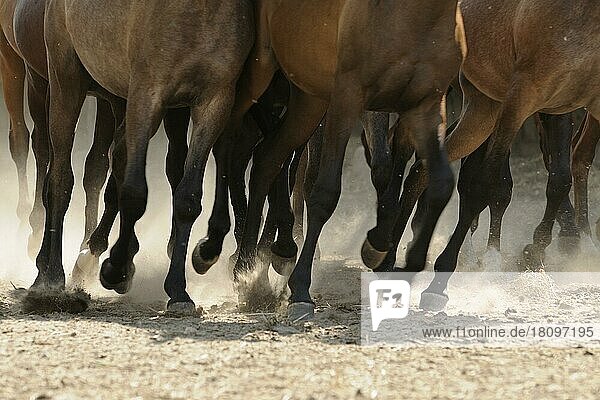 Arabian thoroughbred  horse legs  galloping herd in the sand