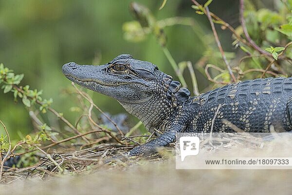 Alligator juv (Alligator mississippiensis)  Florida  Everglades  USA  Nordamerika