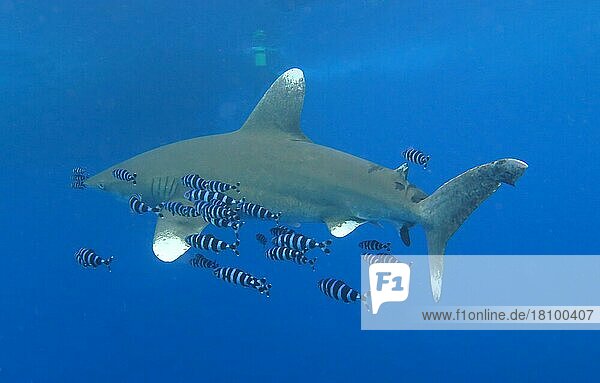 Weißspitzen-Hochseehai (Carcharhinus longimanus)  Brother Islands  Rotes Meer  Ägypten  Afrika