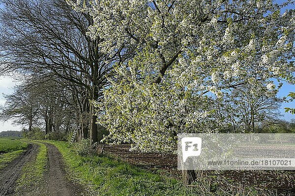 Blühende Kirschbäume im Frühling  Oldenburger Münsterland  Niedersachsen  Deutschland  Europa