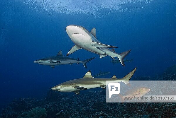 Grauer Riffhai (Carcharhinus amblyrhynchos) und Schwarzspitzenriffhai (Carcharhinus melanopterus)