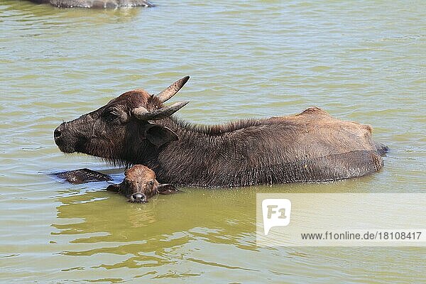 Asiatische Wasserbüffel (Bubalus arnee)  Kuh mit Kalb  Udawalawe Nationalpark  Sri Lanka  Asien
