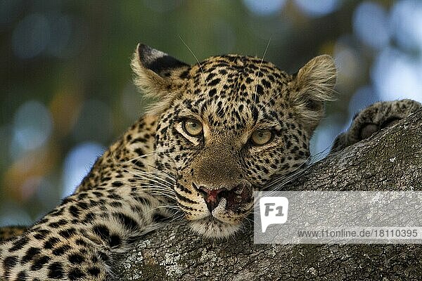 Verletzter Leopard (Panthera pardus) auf einem Baum  schaut direkt in die Kamera  schwarz-weiß bis auf die goldenen Augen  Botswana  Afrika