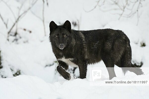 Algonquin wolf (Canis lupus lycaon)  winter  snow  Kasselburg Game Park  Gerostein  Germany  Europe