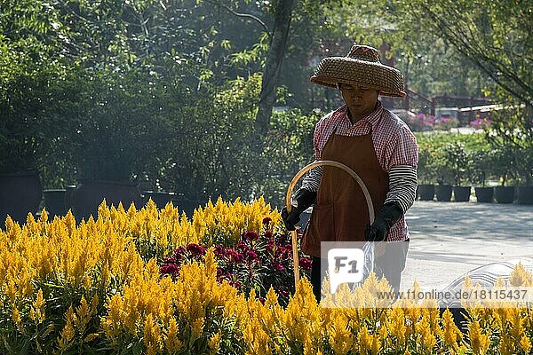 Frau mit Strohhut gießt Blumen  Po-Lin Kloster  Lantau Island  Hongkong  China  Asien