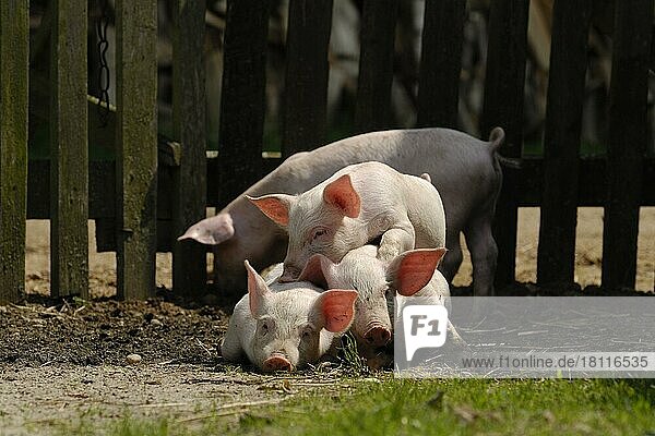 Domestic pig  piglets lie together