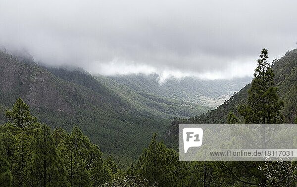 Kanarische Kiefer (Pinus canariensis)  Parque Nacional de la Caldera de Taburiente  El Paso  La Palma  Spanien  Europa