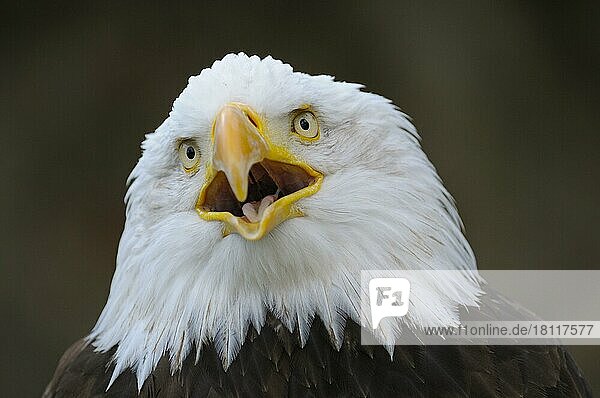 Weißkopfseeadler  Altvogel  rufend  Portrait  April  Heimat  USA  Nordamerika