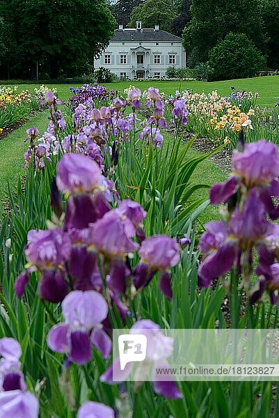 Deutsche (Iris)  Garten der Villa Merian  Basel  Grün 80  Schweiz  Europa