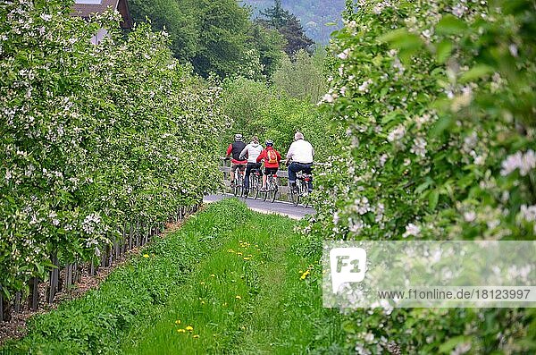 Frühling  Apfelanbau  Apfelbäume  Radwanderweg  Vinschgau  Südtirol  Italien  Europa