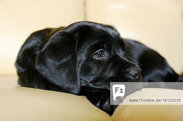 Labrador-Retriever  Welpe  schwarz  auf Couch  Sofa