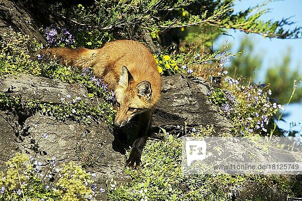 American red fox (Vulpes vulpes fulva)  Montreal  Quebec  Canada  North America