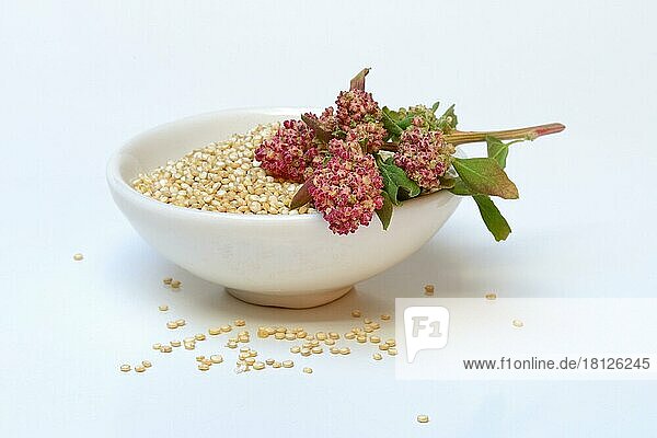Quinoa in Schale und reifer Quinoa-Zweig  Chenopodium quinoa
