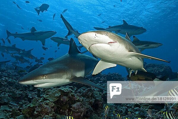 Grey reef shark (Carcharhinus amblyrhynchos) and blacktip reef shark (Carcharhinus melanopterus)