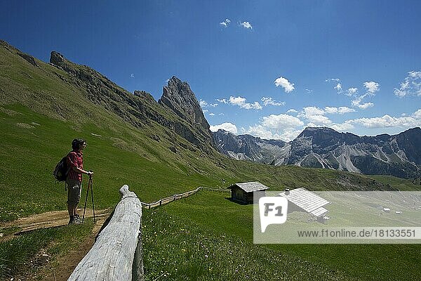 Wanderin auf der Seceda mit Geislerspitzen  Grödnertal  Dolomiten  Trentino Südtirol  Italien  Europa