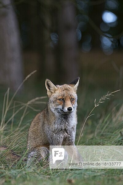 Red fox (Vulpes vulpes)  Netherlands