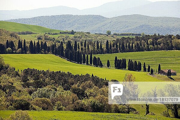 Bauernhaus und Zypressen (Cupressus sempervirens)  Toscana  Toskana  Europa  Italien  Europa