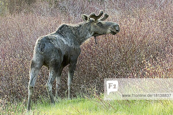 American elk  male with growing antlers  feeding in a meadow  Alces americanus  Forillon National Park  Quebec  Canada  North America