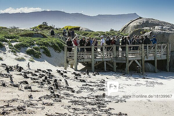 Touristen auf Holzsteg hinter Pinguinkolonie  Brillenpinguine (Spheniscus demersus)  Boulders Beach  Simon?s Town  Westkap  Republik Südafrika  Afrika