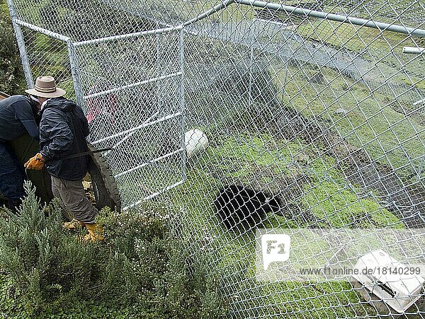 Brillenbär (Tremarctos ornatus) kommt in Gehege  Vorbereitung zur Auswilderung  Auswilderungsgehege hacienda Yanahurco  Provinz Napo  Ekuador  Brillenbär