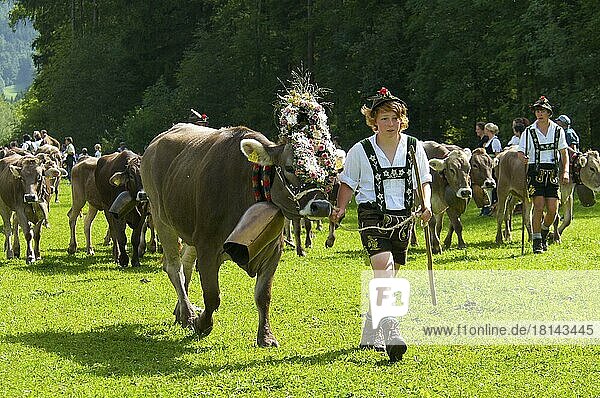Viehscheid  Bad Hindelang  Allgäu  Bayern  Deutschland  Almabtrieb  Kuh  Kühe  Europa
