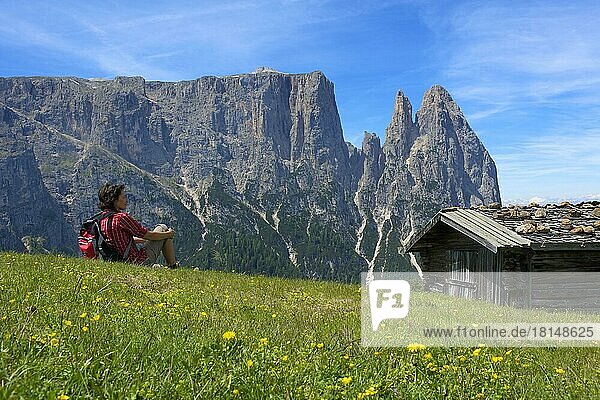 Alpine pasture on the Alpe di Siusi with Sciliar  Dolomites  Trentino South Tyrol  Italy  Europe