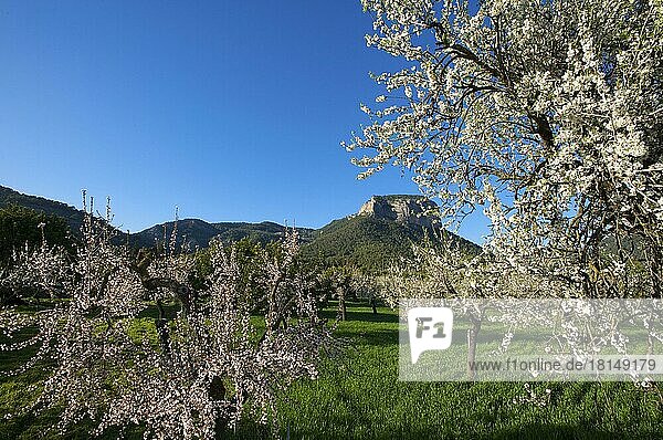 Mandelbaumplantage  Mandelblüte  Mandelbäume  Mandelplantage  Serra de Tramuntana  Mallorca  Balearen  Spanien  Europa