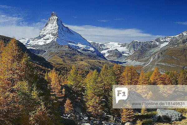 Matterhorn und Lärchen  Wallis  Schweiz  Gesperrt für Kalender-Cover 2021  deutschsprachiger Raum  Europa