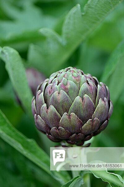 Artischocke (Cynara scolymus)  Sorte Violette von Plainpalais