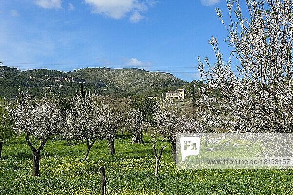 Mandelblüte in der Nähe von Andratx  Mallorca  Balearische Inseln  Spanien  Europa