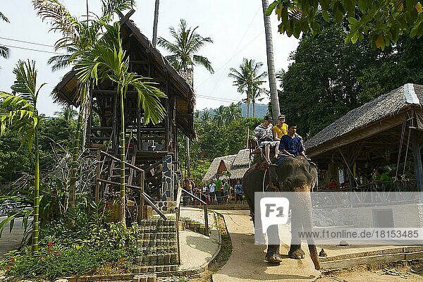 Elephant Trekking  Ko Samui Island  Thailand  Southern Thailand  Asia